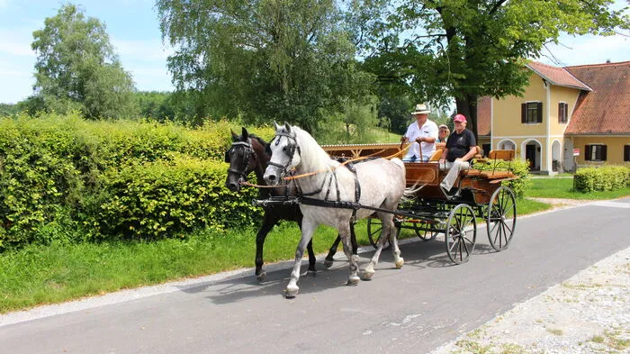 Als Einstimmung auf die Weltmeisterschaft der Einspänner Anfang August im Gestüt in Piber lud Gestütsleiter Max Dobretsberger zu einer Kutschenfahrt.