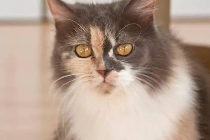 Rund 40 Pflegestellen sind im Einsatz, um den geretteten Katzen ein vorübergehendes - und auch manchmal dauerhaftes - liebevolles und sicheres Zuhause zu geben.