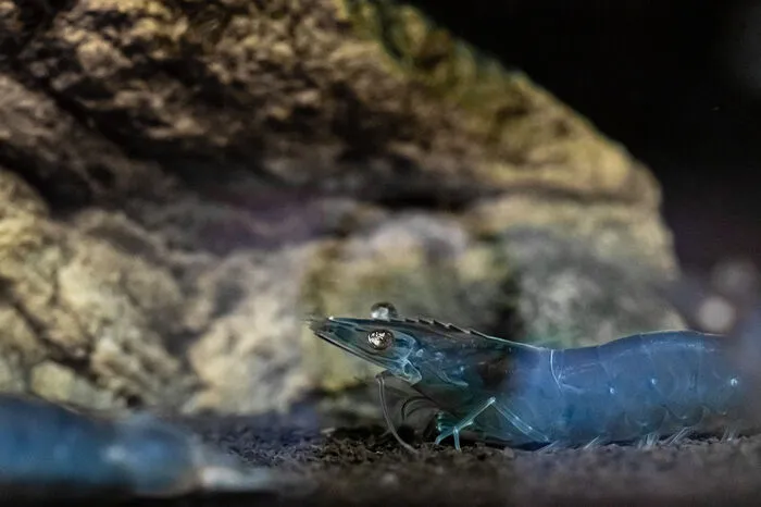 In den Zuchtbecken leben Garnelen verschiedener Größen. Eine Besonderheit in der Rottenmanner Zucht ist die blaue Garnele.