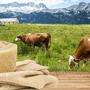 Zu Besuch auf der Alm, wo jene Kühe grasen, aus deren Milch der Montasio Käse gemacht wird