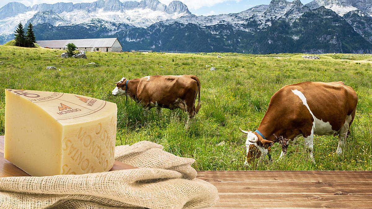Zu Besuch auf der Alm, wo jene Kühe grasen, aus deren Milch der Montasio Käse gemacht wird