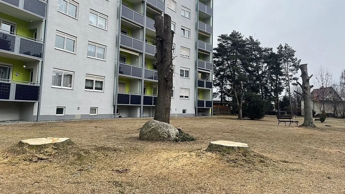 Rund um das Hochhaus wurden fast alle alten Bäume gefällt