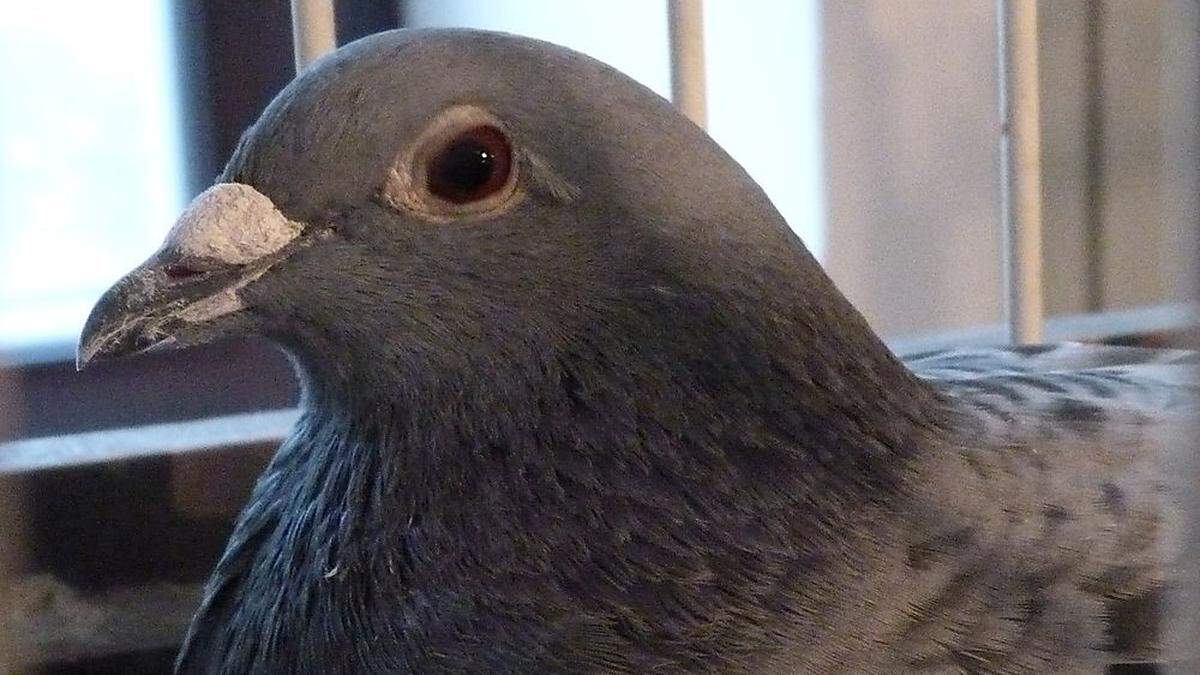 Tauben sind im Winter genauso aktiv wie im Sommer und nützen jede Möglichkeit zum Fliegen