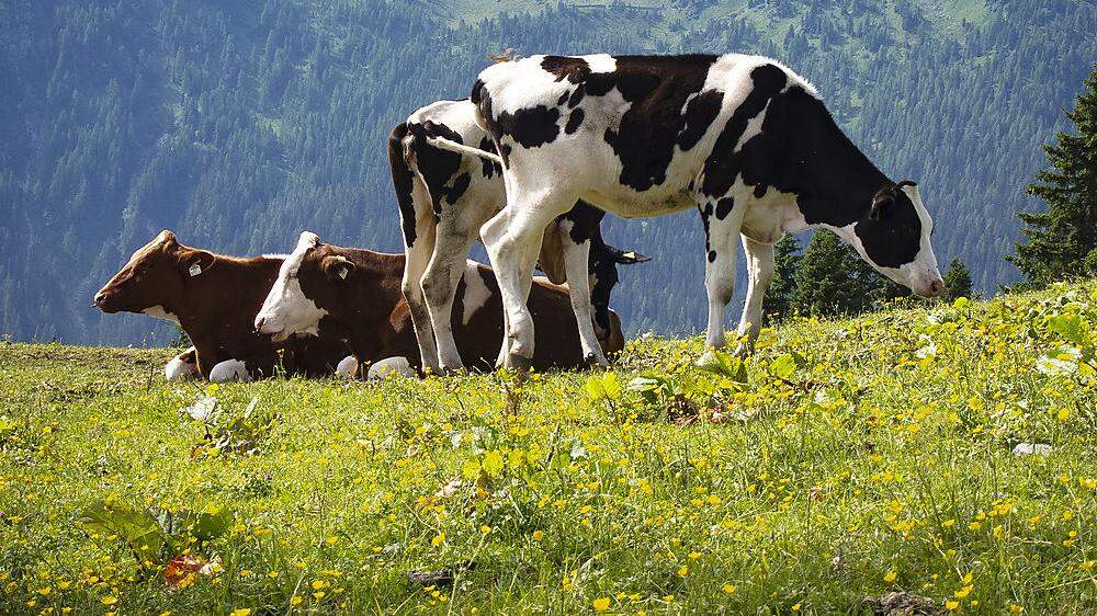 Bio-Rinder brauchen künftig einen Zugang zur Weide
