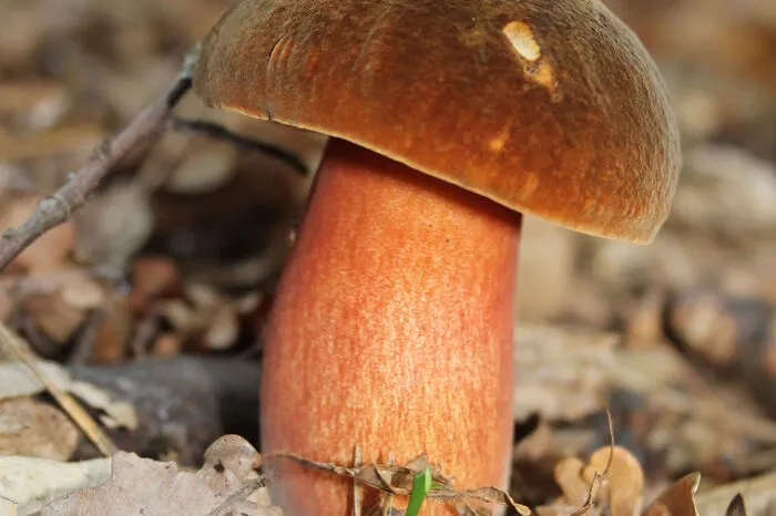 Flockenstieliger Hexenröhrling - Boletus erythropus Merkmale: Der Hut ist dunkelbraun, wildlederartig samtig, weshalb er auch Schusterpilz genannt wird. Der Stiel ist gelblich mit rötlichen körnigen Flöckchen. Die Röhren sind gelb und haben rote Mündungen, die bei Druck stark blau werden. Sein Fleisch ist gelb, wird es verletzt färbt es sich tinten- bis schwarzblaue. Beim Kochen wird es allerdings wieder gelb. Sein Geruch ist angenehm pilzig und sein Geschmack mild. Ungekocht ist er giftig. Vorkommen: Er kommt sowohl in Laub- und Nadelwäldern vom Frühsommer bis zum Spätherbst vor. Gerne unter Eichen, Rotbuchen und Fichten. Verwechslungen: Die Merkmale des Stieles machen ihn unverwechselbar.