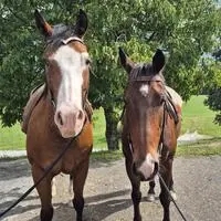 Die Therapiepferde Sunny und Cody