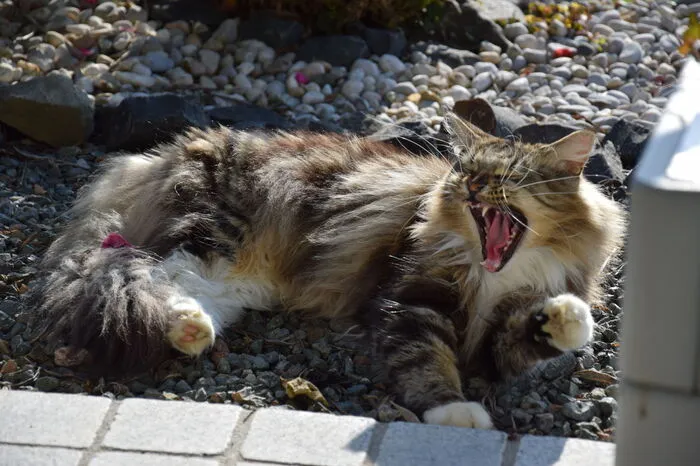 Lilly ist die frechste Katze auf der Welt, aber auch die süßeste, wenn sie schmieren kommt.