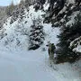 Diese Kuh oder Kalbin irrt noch immer in der Innerkrems herum 