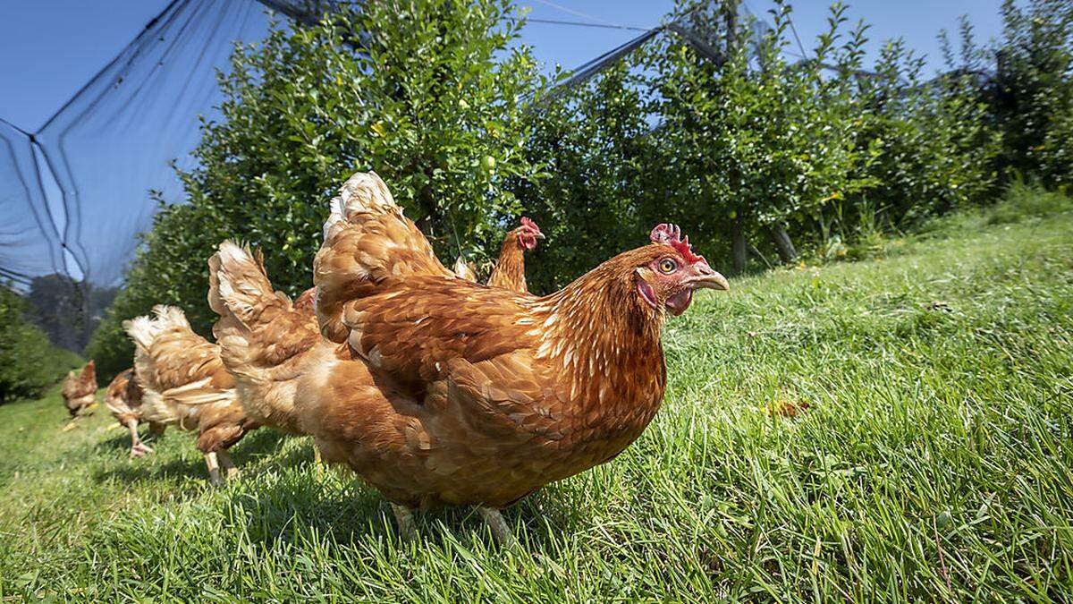 Bio-Projekt: In der Oststeiermark grasen Legehennen in Bio-Obstanlagen