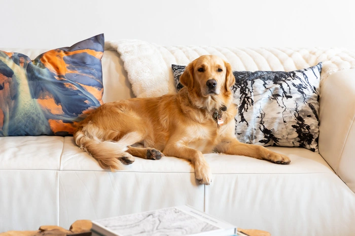 Neuzugang in der Wohnung ist die zweijährige Retriever-Dame. Sie ist ein Geysir der Herzlichkeit und pendelt zwischen Hartberg, Bruck an der Mur und Wien. Wir teilen uns die Obsorge mit meinen Eltern und es klappt unglaublich gut“, erklärt die 38-jährige Designerin.