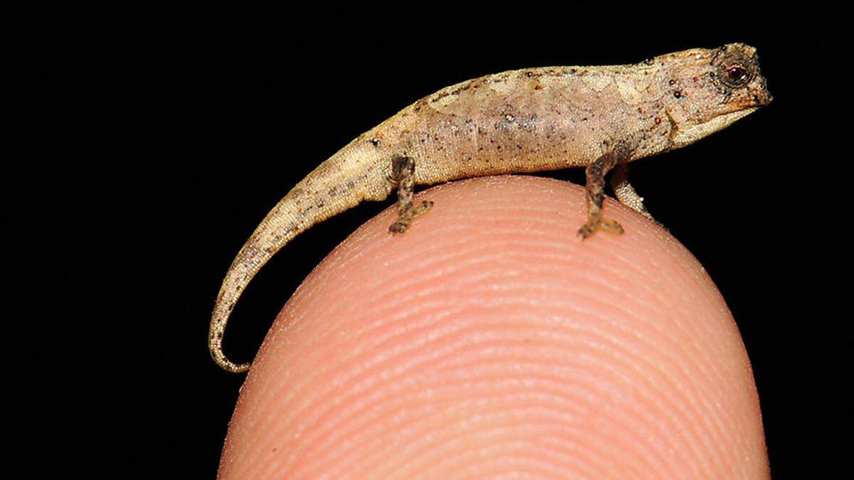 Das winzige Chamäleon trägt den Namen &quot;Brookesia nana&quot;