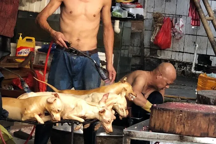 Auf dem quirligen Markt von Dongkou liegen abgezogene Hundekadaver gestapelt auf Tischen oder hängen an Haken. Umgerechnet rund hundert Euro legt eine Käuferin für einen ganzen Hund hin, den sie ihrer Familie auftischen will. 
