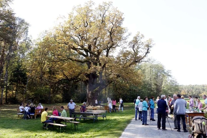 So führte die Tour auch zur 1000 jährigen Eiche nach Bierbaum...