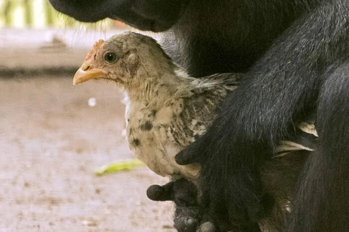 ... aber auch wie sie das Huhn putzte und streichelte.