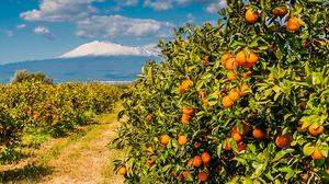 Orangen in Sizilien