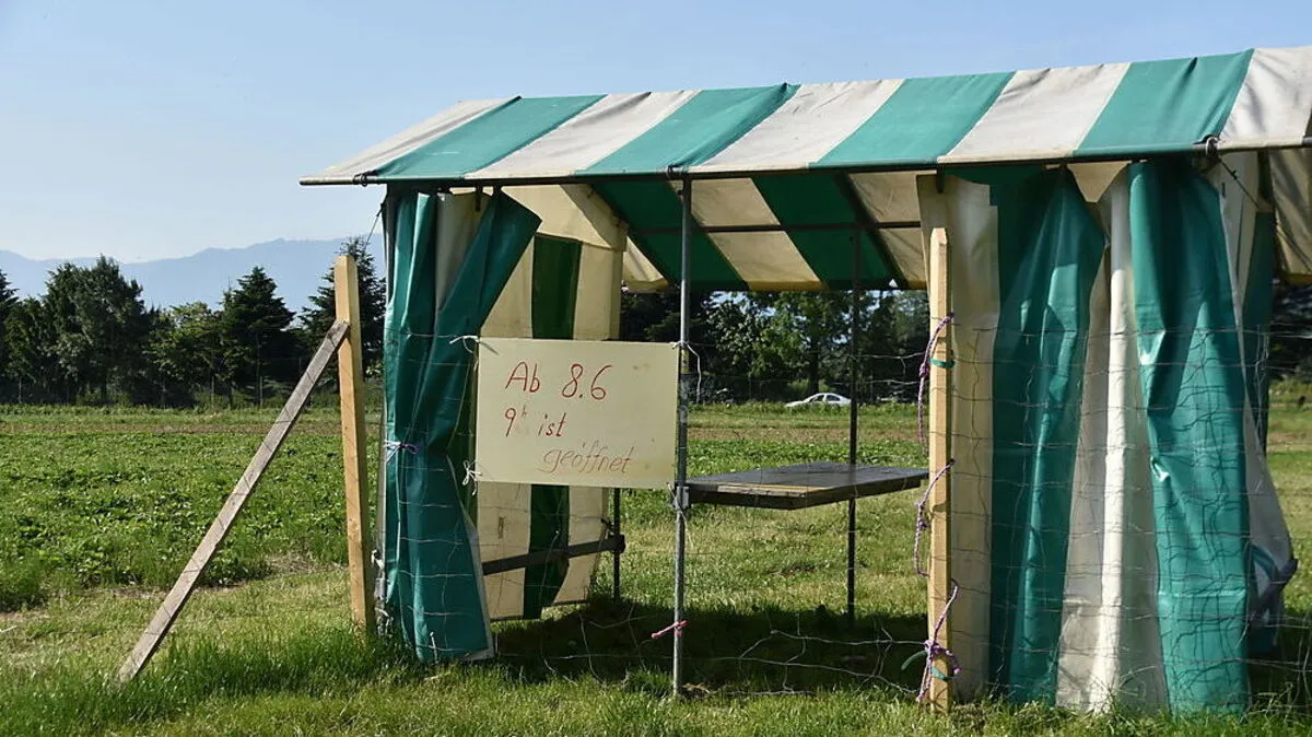 Das Erdbeerland in Treffen-Seespitz eröffnet am Samstag