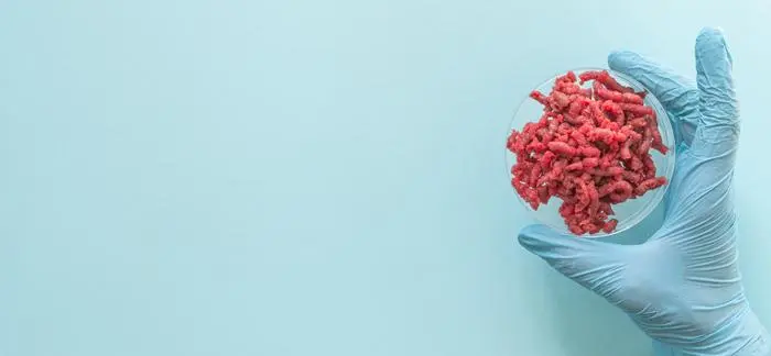 Lab grown meat concept - meat in petri dish. top view