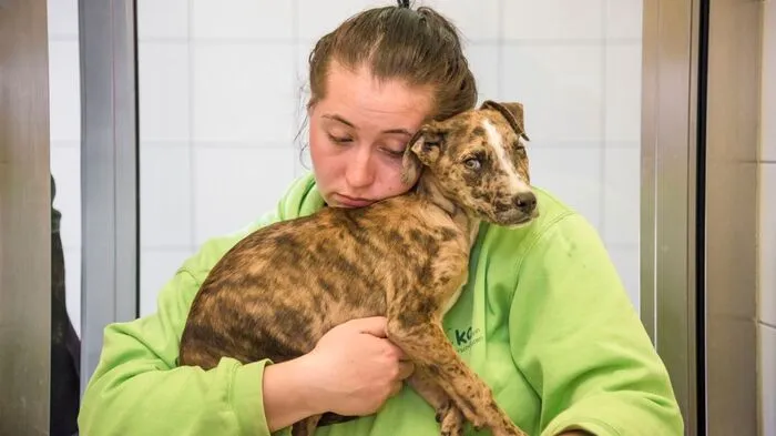 Laut tierärztlichem Bericht des "Tiko" sind die Hunde unterernährt, apathisch und dehydriert. Sie leiden unter Floh- und Wurmbefall. Zwei trächtige Hündinnen brachten in der Nacht auf Freitag im Tiko Junge zur Welt.