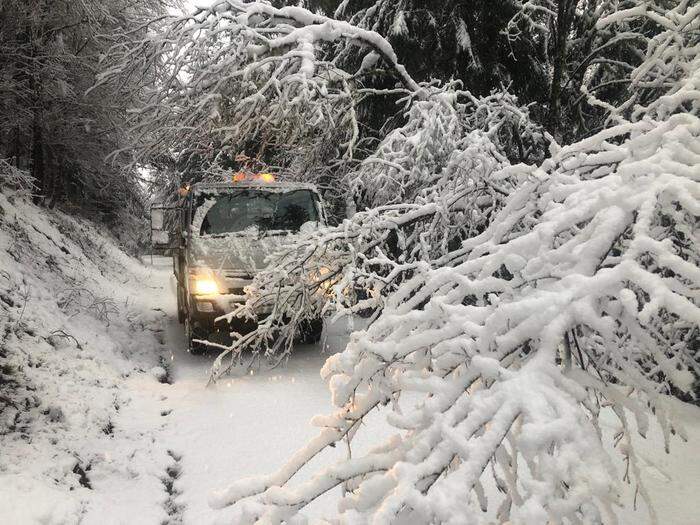 Vielerorts hielten Bäume dem schweren Schnee nicht stand