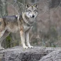 100 Jäger suchten nach dem Wolf rund um das Gumpeneck (Symbolfoto)