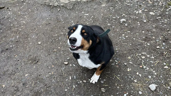 Dornbirn - dieser arme Hund wird an einer Kette gehalten, das ist klar gesetzeswidrig und nicht tiergerecht.