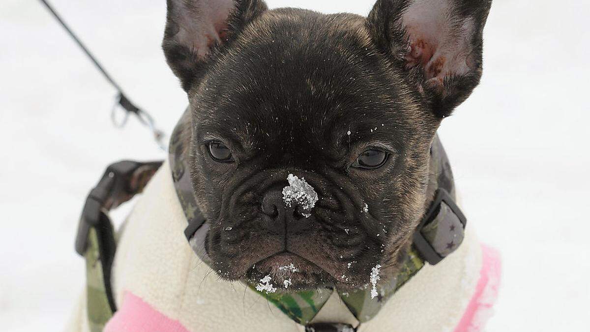 Entführungsalarm in Salzburg: Eine französische Bulldogge wurde gestohlen