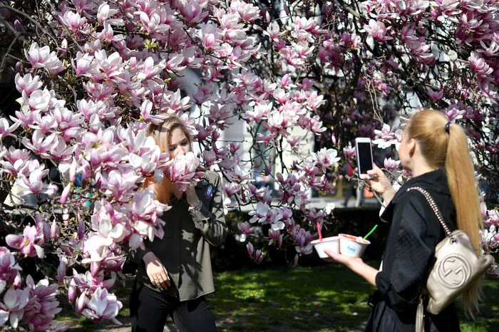 Die Magnolienbäume am Salzburger Markplatz stehen daher bereits jetzt in voller Blüte.