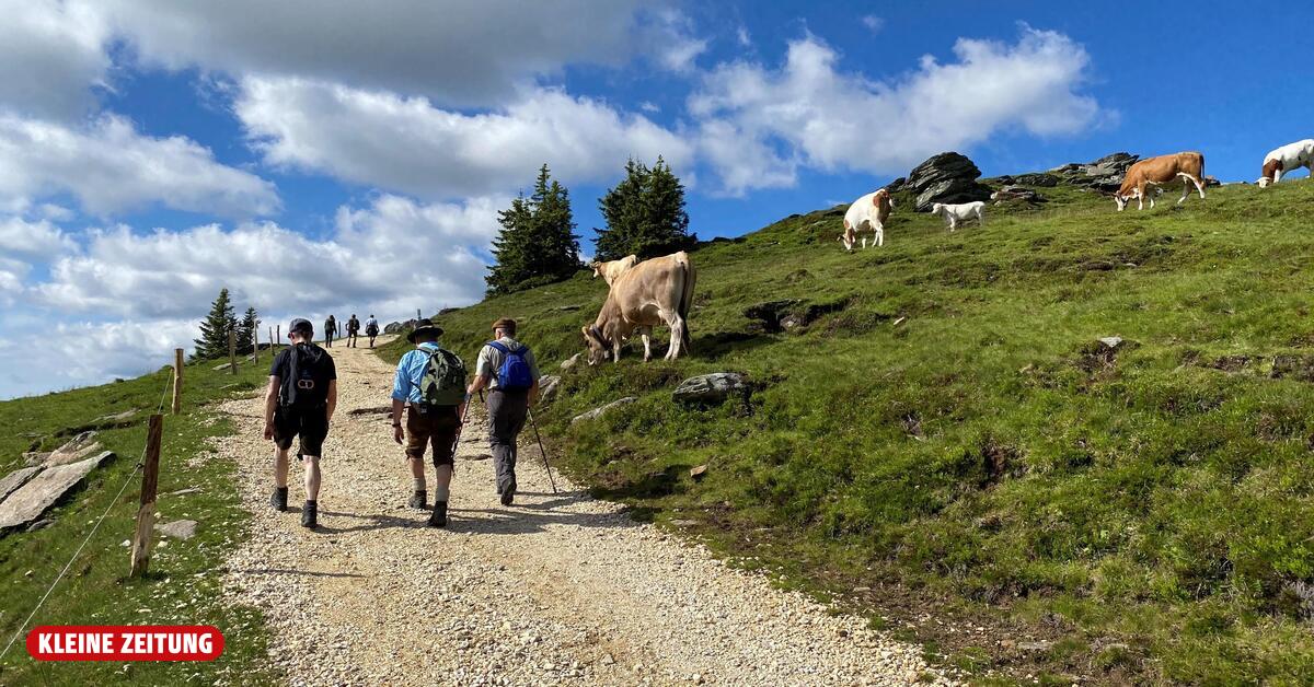 In Kärnten wird immer öfter nach kuhfreien Wanderwegen gesucht