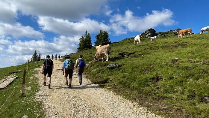 Man sieht Wanderer auf einem Weg, rechts davon stehen Kühe auf einer Wiese