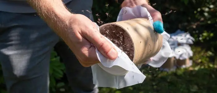 Im vergangenen Sommer wurden die Sterile-Insekten-Technik in einem Testgebiet in Graz erprobt