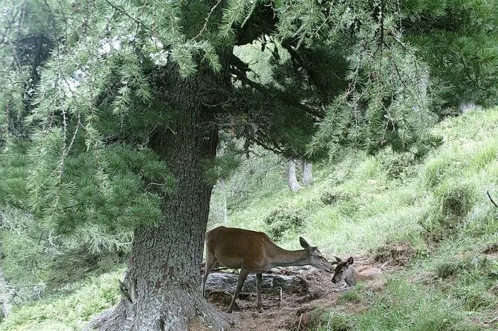 "Rotwild-Idylle in der Obersteiermark" von Herbert Tanner aus Fohnsdorf. 
