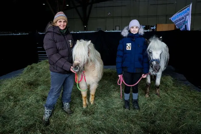 ... Ponys ...