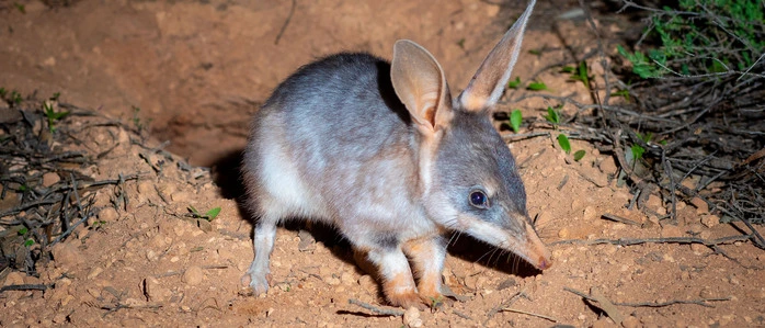 Ein echter australischer Kaninchennasenbeutler, vulgo Bilby