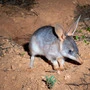 Ein echter australischer Kaninchennasenbeutler, vulgo Bilby