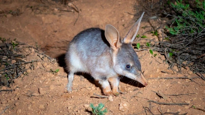 Ein echter australischer Kaninchennasenbeutler, vulgo Bilby