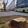 13 teils große Bäume wurden um den Radetzkyspitz am Wochenende gefällt