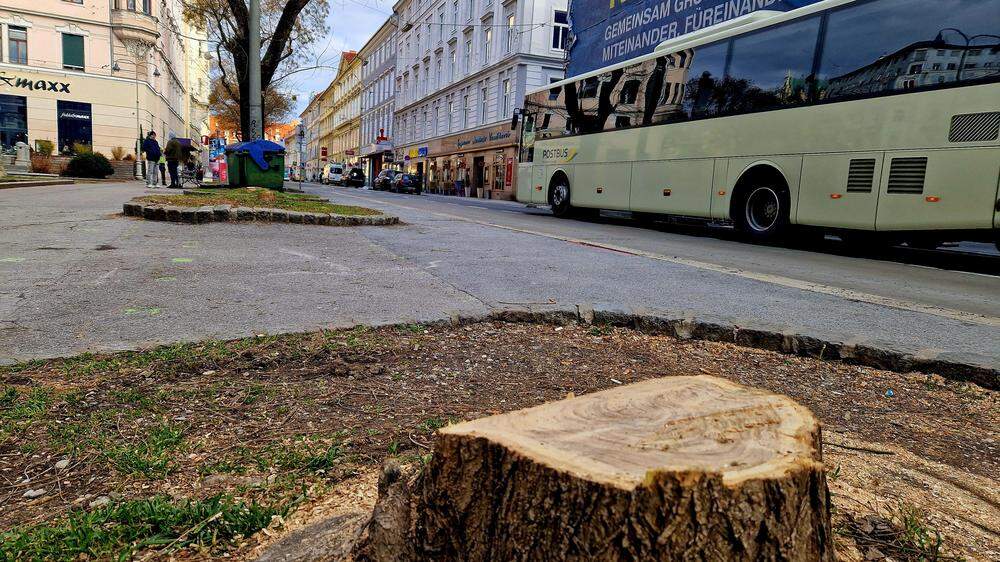 13 teils große Bäume wurden um den Radetzkyspitz am Wochenende gefällt