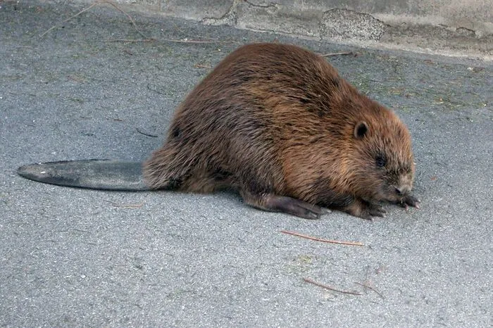 Ausgewachsene Biber sind bis zu 30 Kilo schwer und über einen Meter lang.