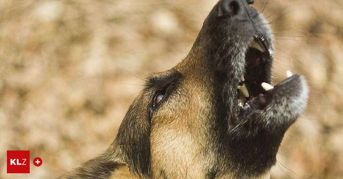 -Er-ist-ein-Angstbei-er-Sch-ferhund-biss-Postlerin-und-auch-Igel