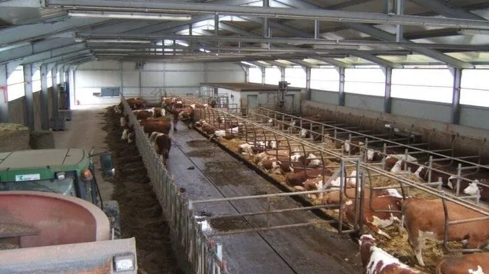 In diesem Stall wurden sieben Kühe vergiftet