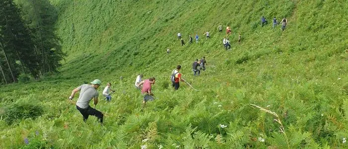 20 Freiwillige halfen am Samstag auf der Kletschachalm bei der Almpflege