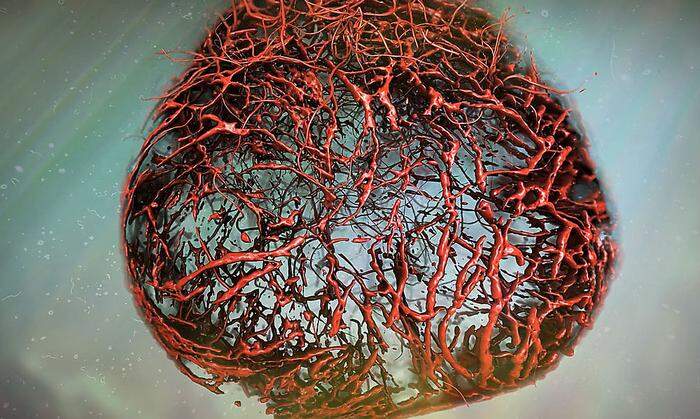 Illustration der Blutgefäße basierend auf Originaldaten aus den Organoid