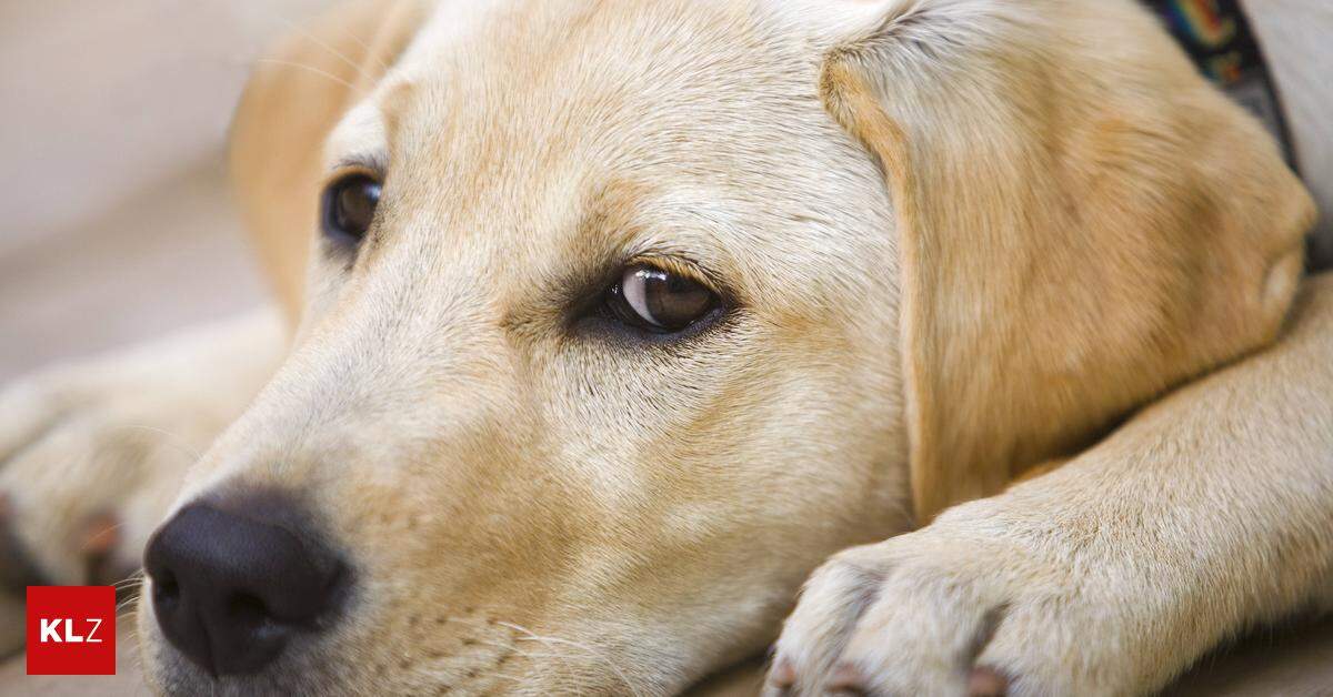 Man's best friend: A scientific study has shown that dogs make you happier