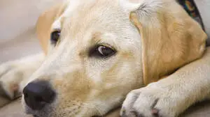 Hunde tragen zur Entspannung bei 