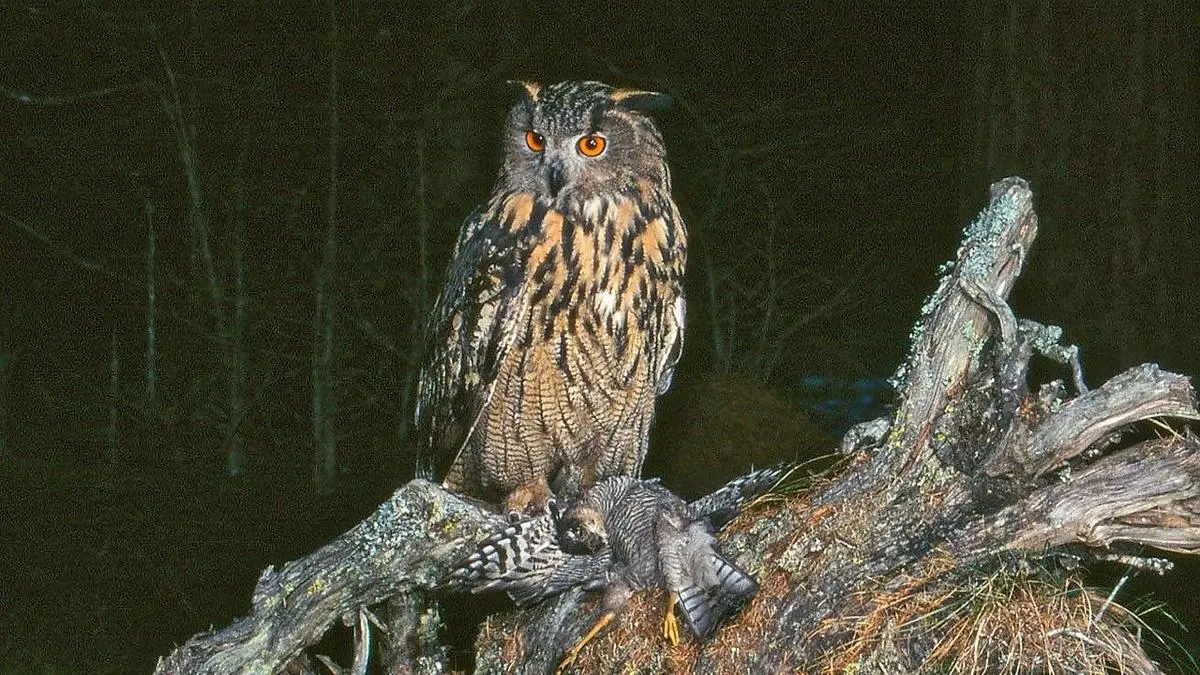 Hier ein Uhu nach erfolgreicher Jagd: Der größte Nachtgreifvogel Kärntens ist ein exzellenter Jäger