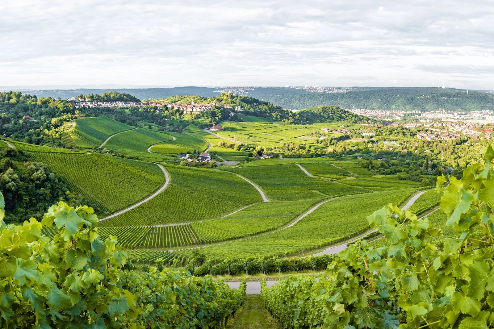 Blick von den Weinbergen auf Stuttgart 