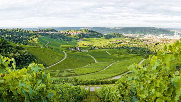 Blick von den Weinbergen auf Stuttgart 