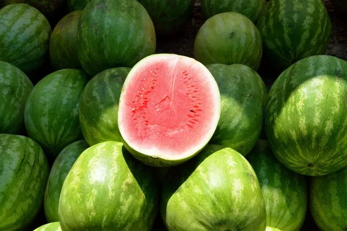 September: Melonenfest in Vilafranca de BonanyUm die süßen Kürbisgewächse dreht sich alles beim Melonenfest „Fira del Meló“ in Vilafranca de Bonany am 2. und 3. September. Bei einem Wettbewerb küren Juroren das größte Exemplar des Jahres. Besucher erfahren alles Wissenswerte zur Melone und testen das süße Fruchtgemüse an den Ständen. Vilafranca de Bonany liegt im Landesinneren, rund um den Ort reifen auf den Feldern tausende von Wasser-, Galia- und Honigmelonen. Die kurzen Transportwege und sehr guten Anbau-Bedingungen machen die Melonen zu hervorragenden Durstlöschern im mallorquinischen Sommer.