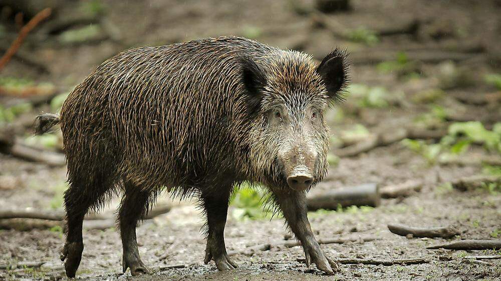 Wildschweine sind bei der Übertragung der Schweinepest ein wichtiger Faktor. Ihre Zahl soll deshalb reduziert werden
