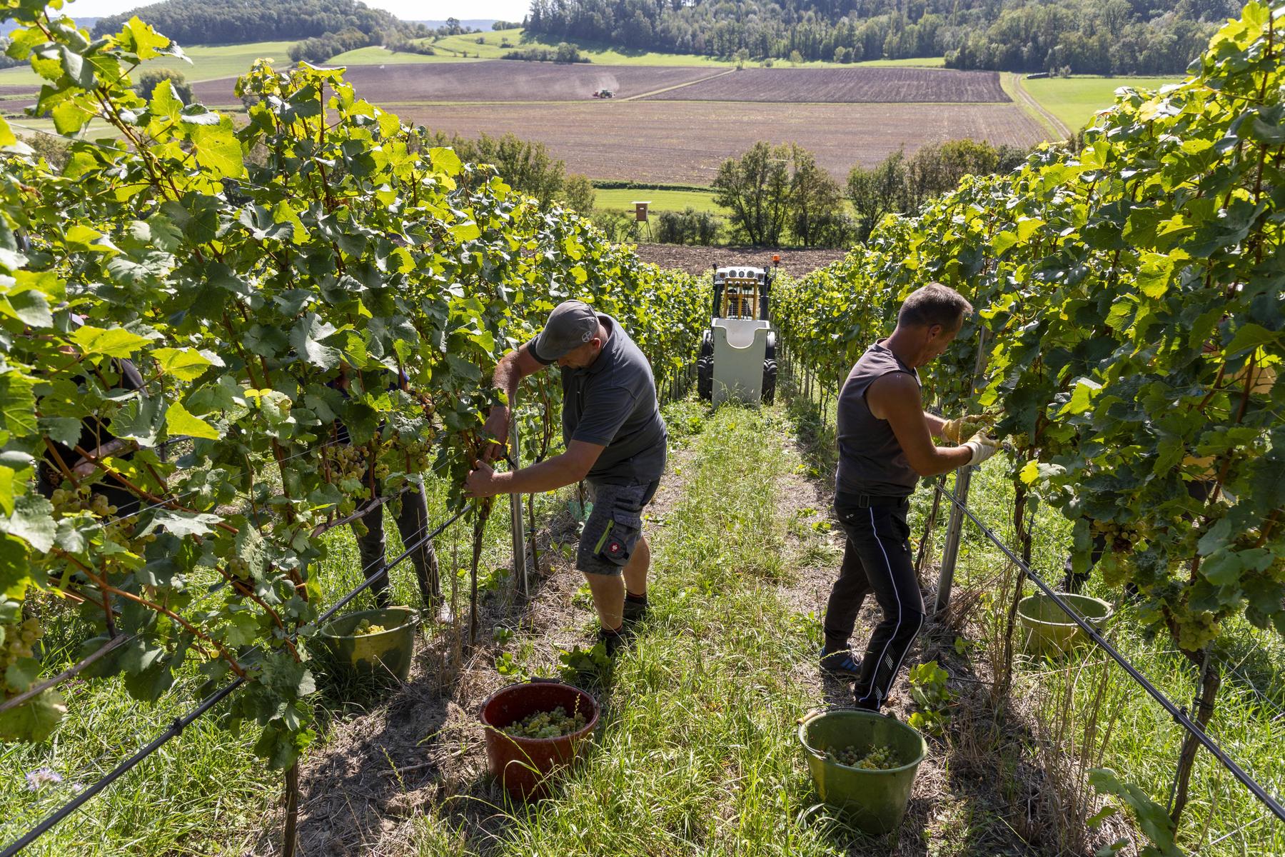 Einst Falstaff Winzer des Jahres: Wagramer Weingut schlittert in Millionenpleite